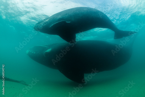 Southern Right Whale, Eubalaena australis, and her young calf seem to be swimming around a dead whale calf on the ocean floor. Nuevo Gulf, Valdez Peninsula, Argentina, a UNESCO World Heritage site.