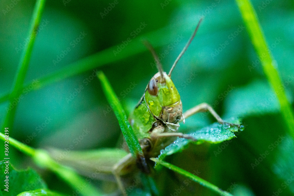 grasshopper in nature close up grasshopper in nature close up