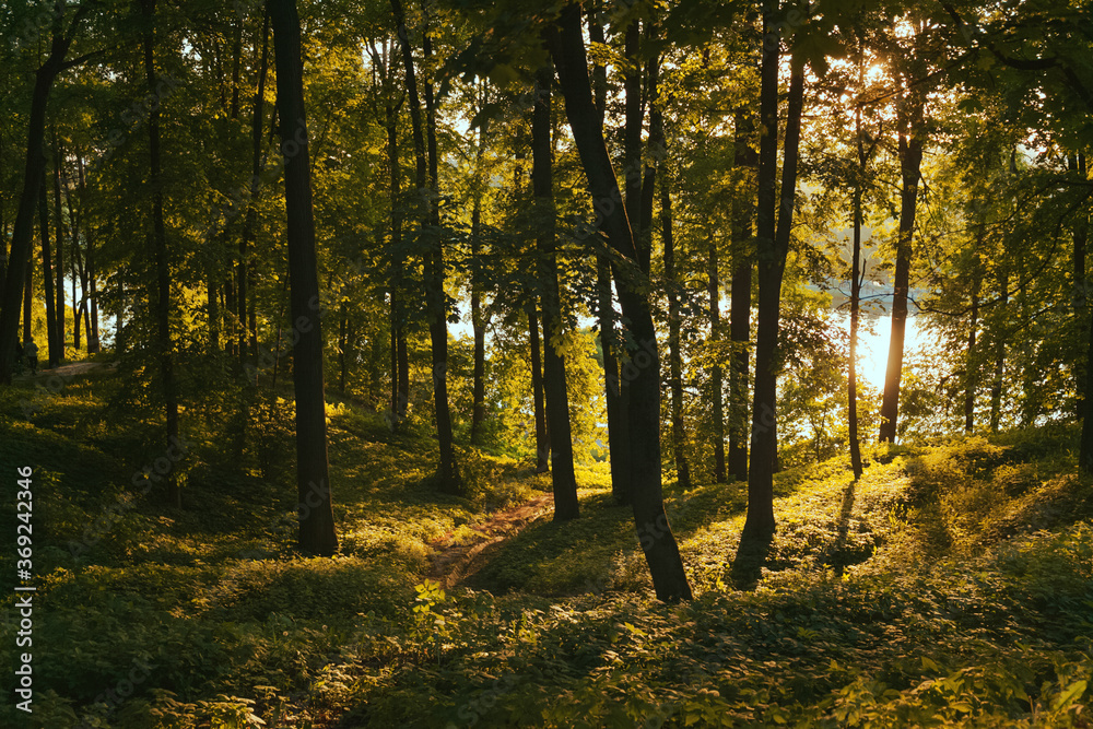 Colorful autumn forest on the sunset