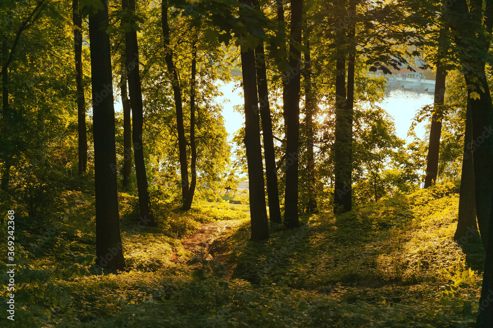 Fototapeta premium Colorful autumn forest on the sunset