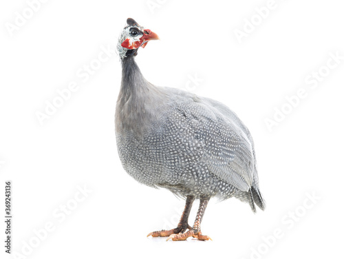 Photo guinea fowl isolated on white background.