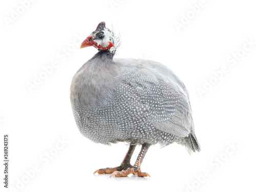 Fotografie, Tablou guinea fowl isolated on white background.