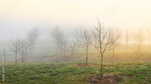 Early morning view of trees in Canberra Australia arboretum