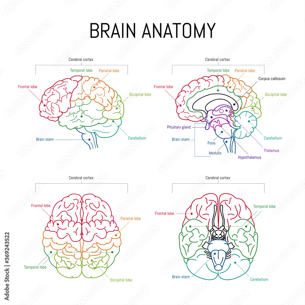 Minimal neuroscience infographic on white. Human brain lobes and