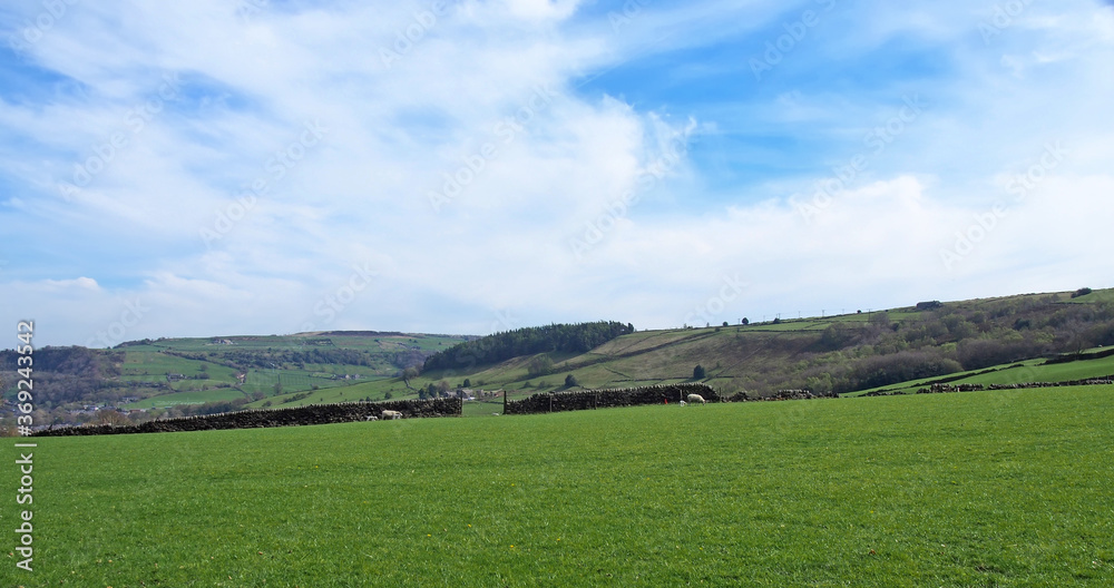 panoramic view of sheep and new spring lambs grazing in fields surrounded by stone walls and hills in west yorkshire pennine countryside panoramic view of sheep and new spring lambs grazing in fields surrounded by stone walls and hills in west yorkshire pennine countryside