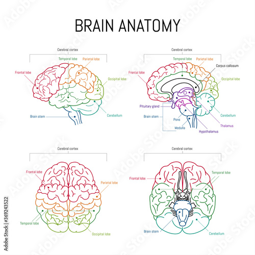 Minimal neuroscience infographic on white. Human brain lobes and functions illustration. Brain anatomystructure sections. Futuristic neurobiology scientific medical vector photo