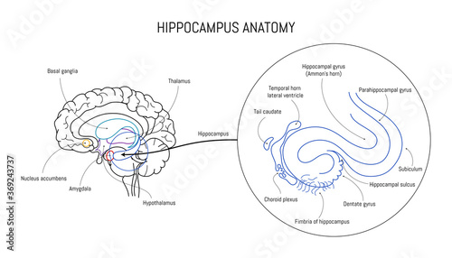 Hippocampus anatomy and structure. Neuroscience infographic on white background. Human brain lobes and sections illustration. Neurobiology scientific futuristic medical vector photo