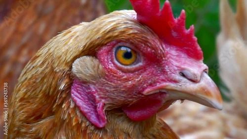 portrait of funny adult domestic chicken that looks curiously into the camera