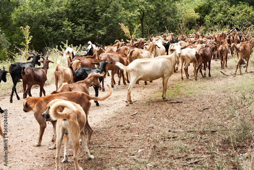Obraz premium Crowd of goats and dogs