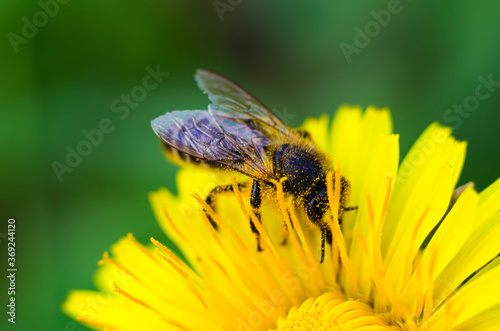 A bee collects nectar on a dandelion flower. Pollen. Pollination. Yellow flower. Honey. Insect. © Anastasiya Gracheva