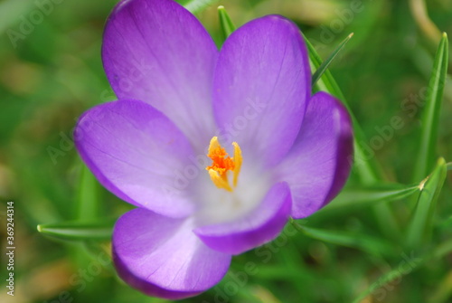 purple crocus in the garden