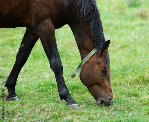 horse in the meadow