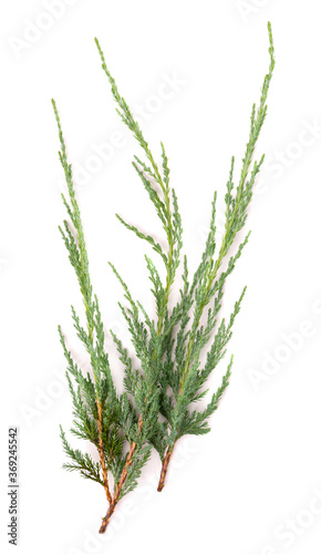 Juniper twig isolated on white background. Ornamental plants for landscape design. © vandycandy