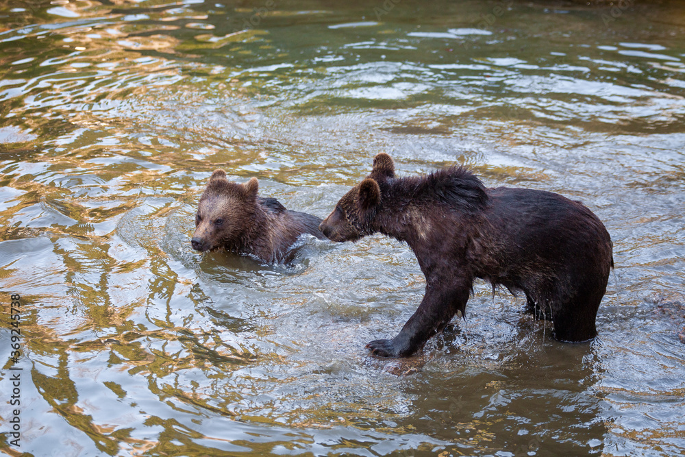 Brown Bears (Ursus arctos) in Lake Clark National Park, Alaska, USA
Brown Bears (Ursus arctos) in Lake Clark National Park, Alaska, USA