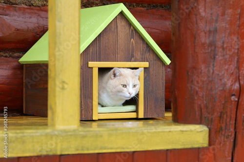 A red cat during rain is sitting in pet house in terrace on the background of log wall.