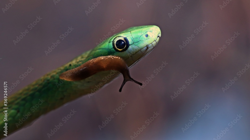 Grasnatter (Opheodrys aestivus)  mit Nacktschnecke
