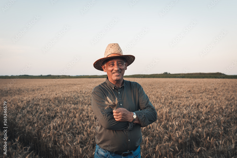 Portrait of senior farmer with hat standing in wheat field at sunset. Portrait of senior farmer with hat standing in wheat field at sunset.