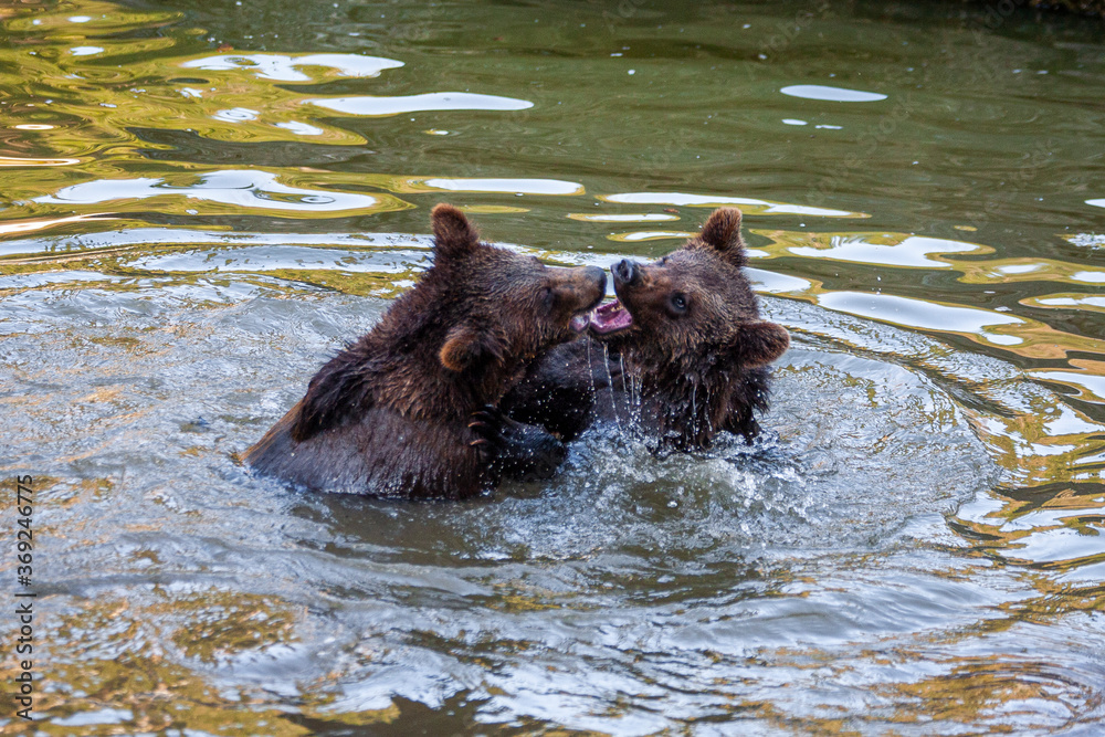 Brown Bears (Ursus arctos) in Lake Clark National Park, Alaska, USA Brown Bears (Ursus arctos) in Lake Clark National Park, Alaska, USA