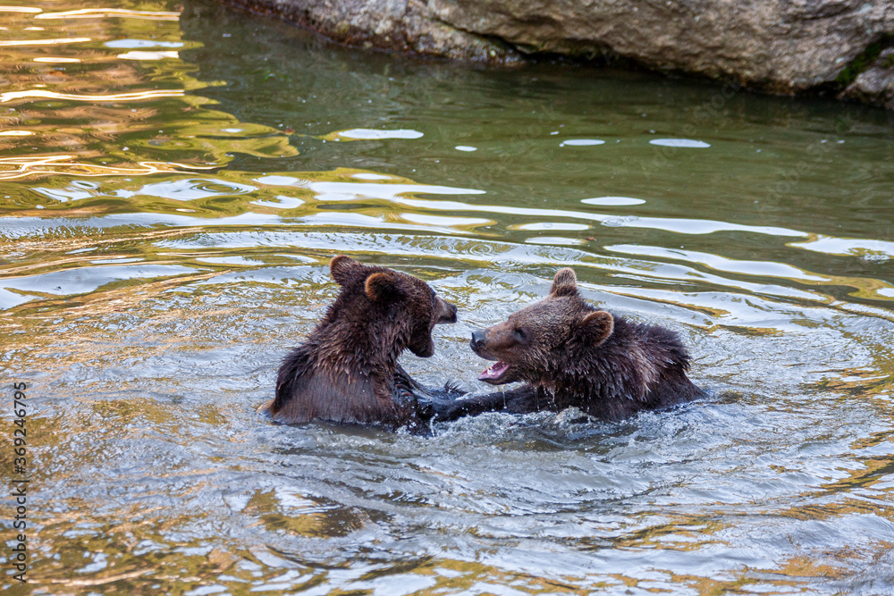 Brown Bears (Ursus arctos) in Lake Clark National Park, Alaska, USA Brown Bears (Ursus arctos) in Lake Clark National Park, Alaska, USA