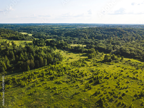 Fototapeta Naklejka Na Ścianę i Meble -  Summer forest in Smolensk region. Russian landscape