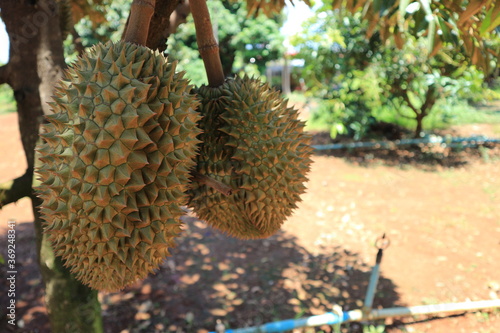 Fresh durian fruit on tree, Tropical of asian fruit. © สมปอง ป้องปิด