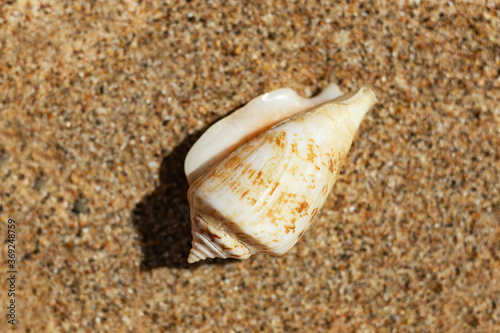 Beautiful seashell close-up on yellow sand on a sunny day. Top view, place for text.