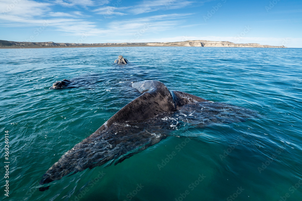 Naklejka premium Southern Right Whale, Eubalaena australis, and her young calf in the shallow protected waters of the Nuevo Gulf, Valdez Peninsula, Argentina, a UNESCO World Heritage site.