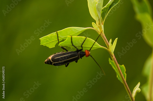 bug on a leaf