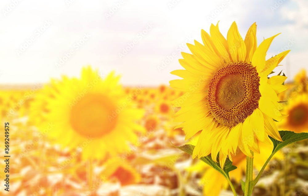 Obraz premium Agriculture.