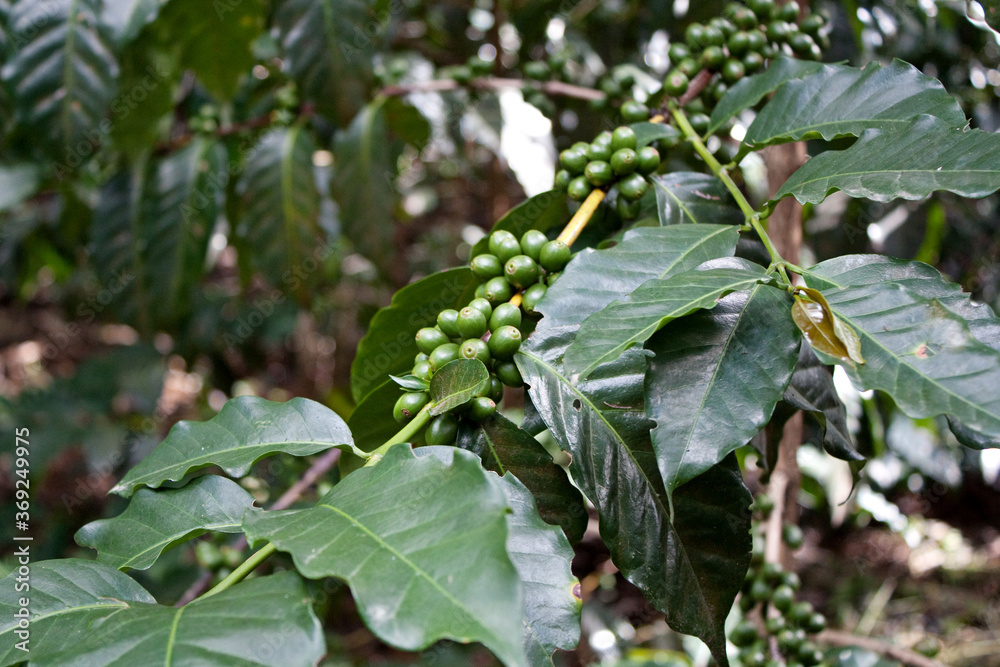 Green coffee beans on the branch at the coffee plantation in Guatemala, horizontal