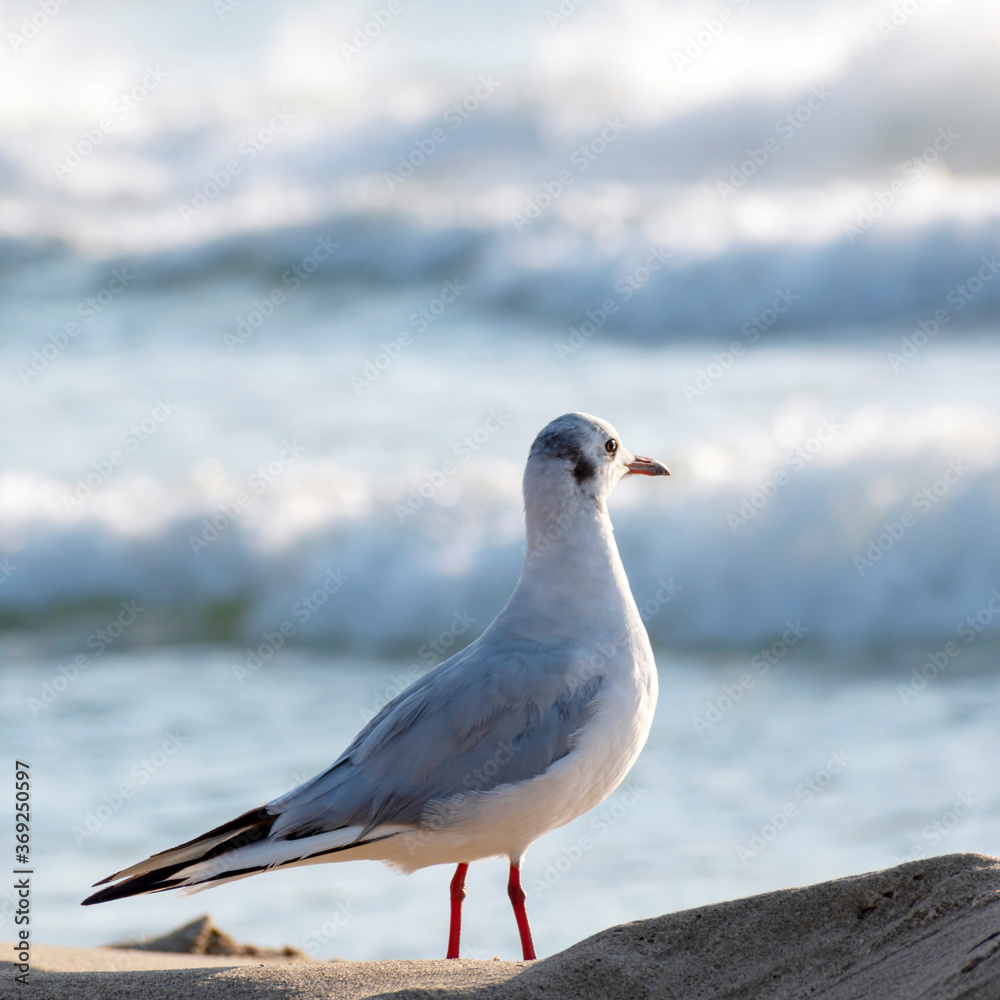 Seagull stands on sand seashore and looks towards the waves of the sea. Patience, hope, faith concept. Square size Seagull stands on sand seashore and looks towards the waves of the sea. Patience, hope, faith concept. Square size