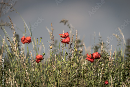 poppies in the field © Nathan P Taylor