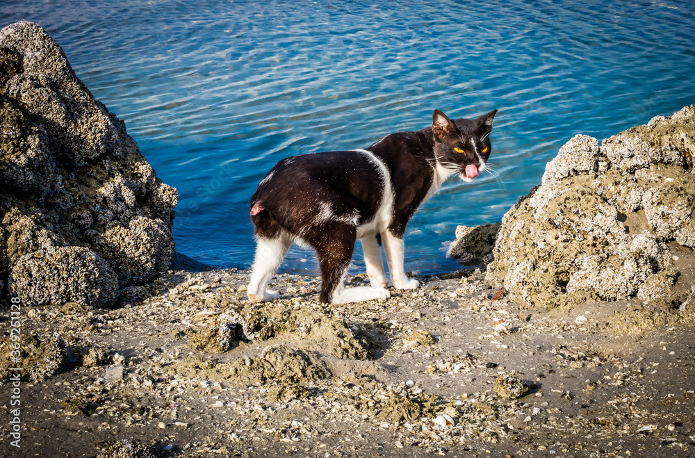 Domestic cat with no tail in Abu Dhabi beach.