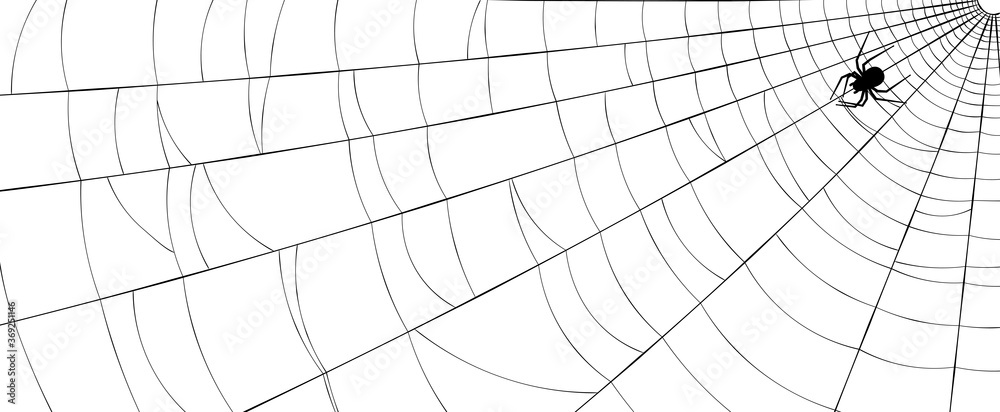 Obraz premium Spiderweb with spider crawling from corner to center.