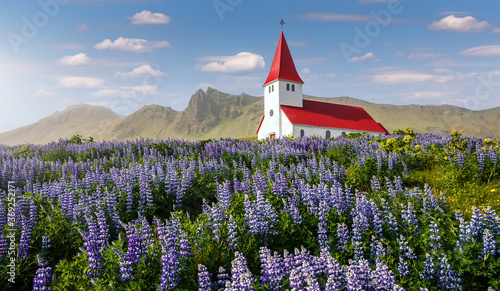 Incredible nature of Iceland in summer time. Beautiful landscape with blooming lupine flowers near Vikurkirkja church and perfect blue sky. Iconic location for landscape photographers and travellers