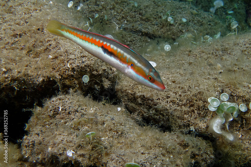 Fotografía Male Mediterranean rainbow wrasse (Coris julis)