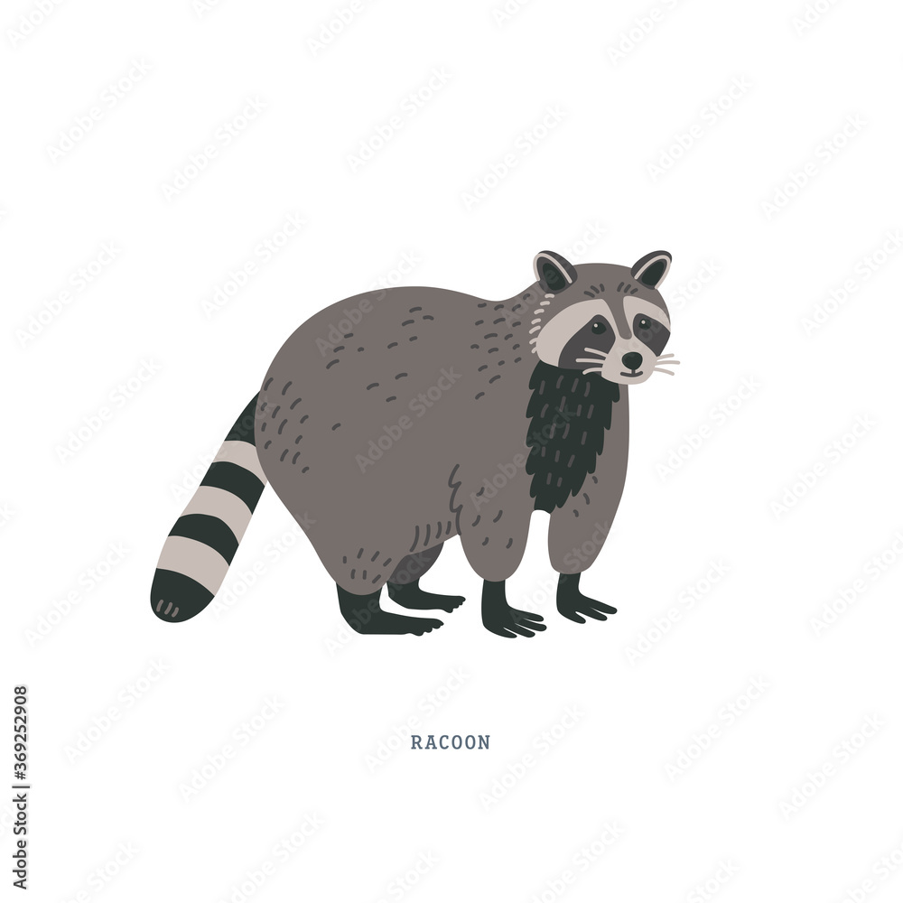 Obraz premium Racoon or Procyon lotor. Racoon is a medium-sized mammal animal.