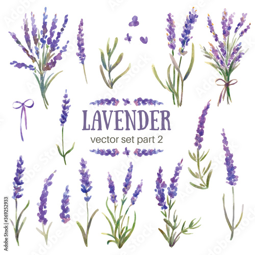 Vector illustration of lavender. Watercolor hand-painted. Flowers, branches, bouquets of lavender. Provence