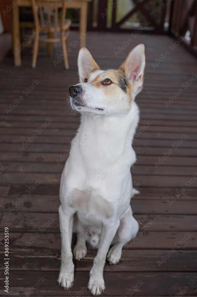 Full Body portrait of young cross-breed of hunting and northern white dog looking up while sitting on a wooden floor. Full Body portrait of young cross-breed of hunting and northern white dog looking up while sitting on a wooden floor.