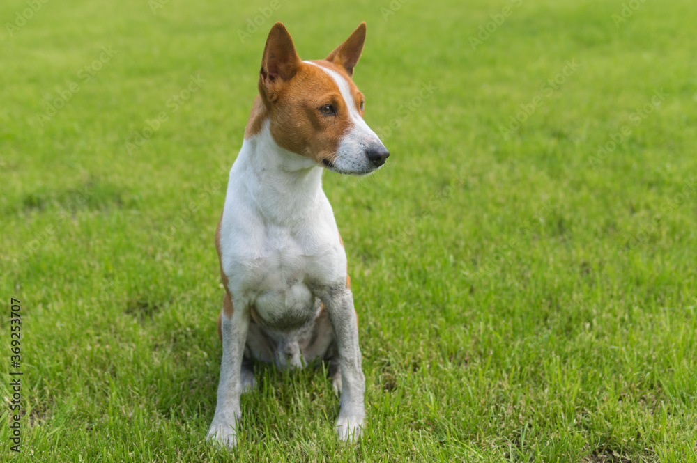 full bpdy portrait of dirty mature basenji dog sitting  on a fresh lawn after run in dirty places.
