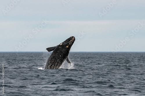 Southern Right Whale, Eubalaena australis, breaching, Nuevo Gulf, Valdes Peninsula, Argentina, a UNESCO World Heritage site.
