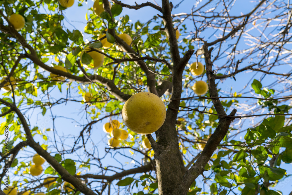 The grapefruit is a subtropical citrus tree known for its relatively large sour to semisweet, somewhat bitter fruit. The grapefruit is a subtropical citrus tree known for its relatively large sour to semisweet, somewhat bitter fruit.