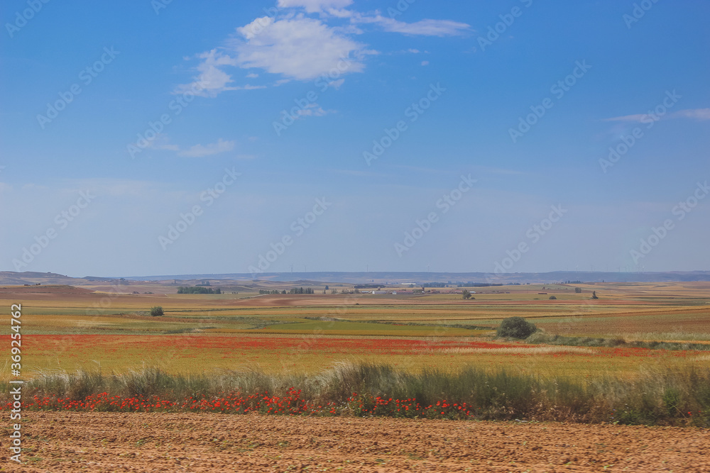 landscape with a field of wheat. poppy field, plowed land landscape with a field of wheat. poppy field, plowed land