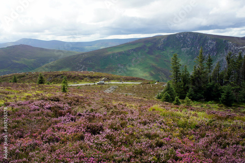 Nature of Ireland.Summer in Wicklow Mountains.