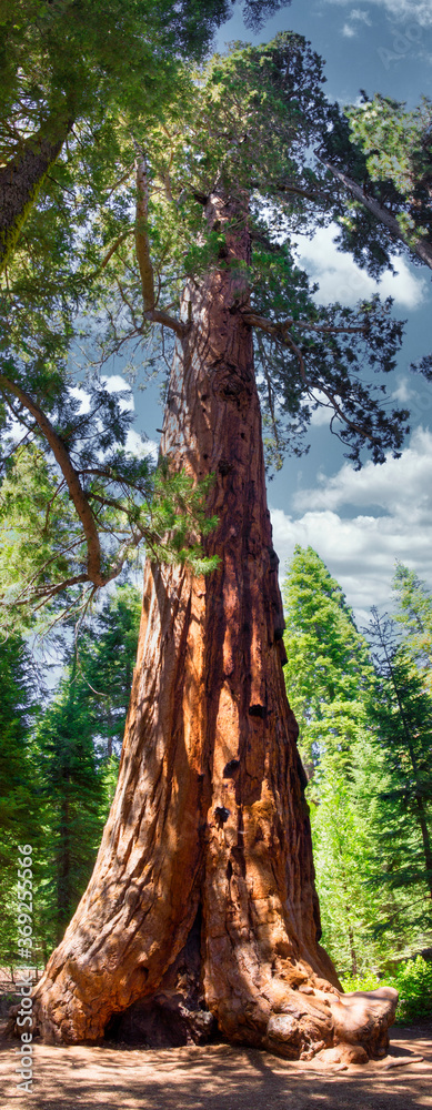Riesenbäume im Sequoia National Forest, Kalifornien, USA Riesenbäume im Sequoia National Forest, Kalifornien, USA