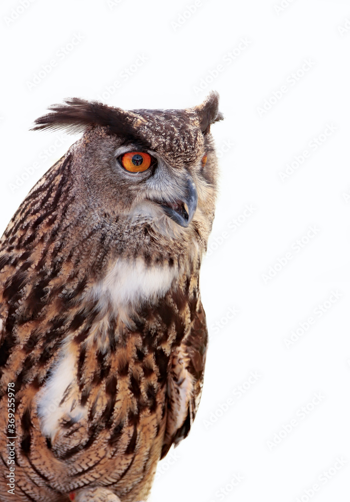 Fototapeta premium portrait of an eagle owl on white background