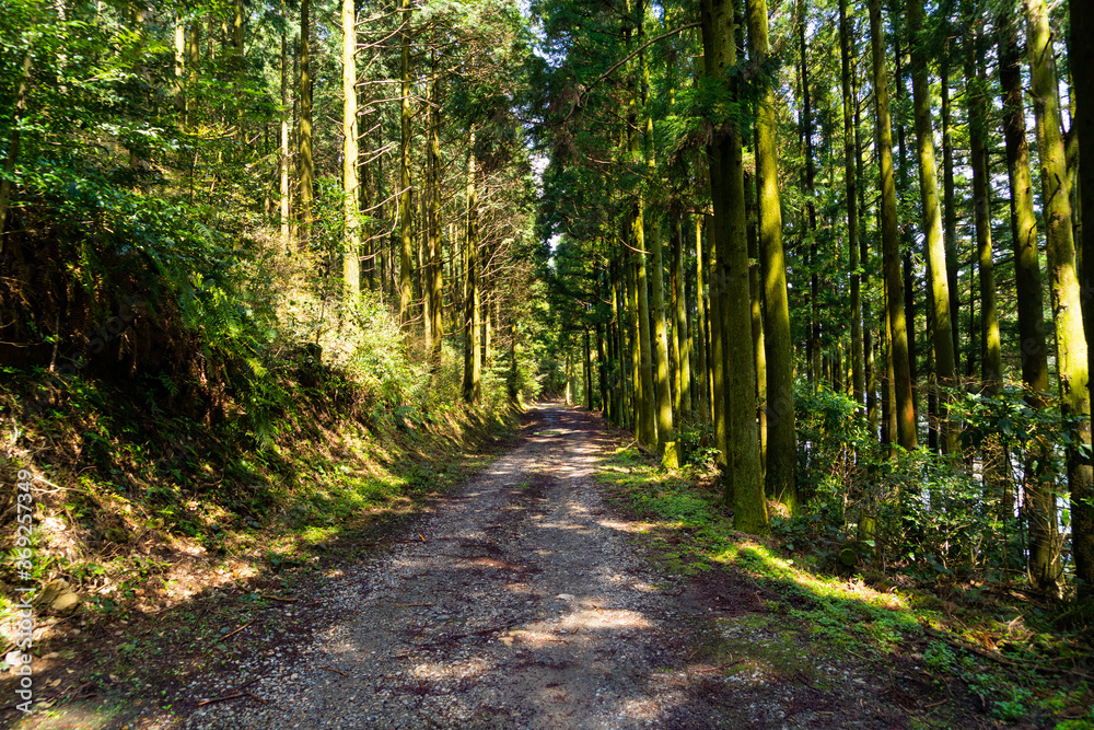 Footpath go in through a forest in Fukuoka prefecture, JAPAN. Footpath go in through a forest in Fukuoka prefecture, JAPAN.