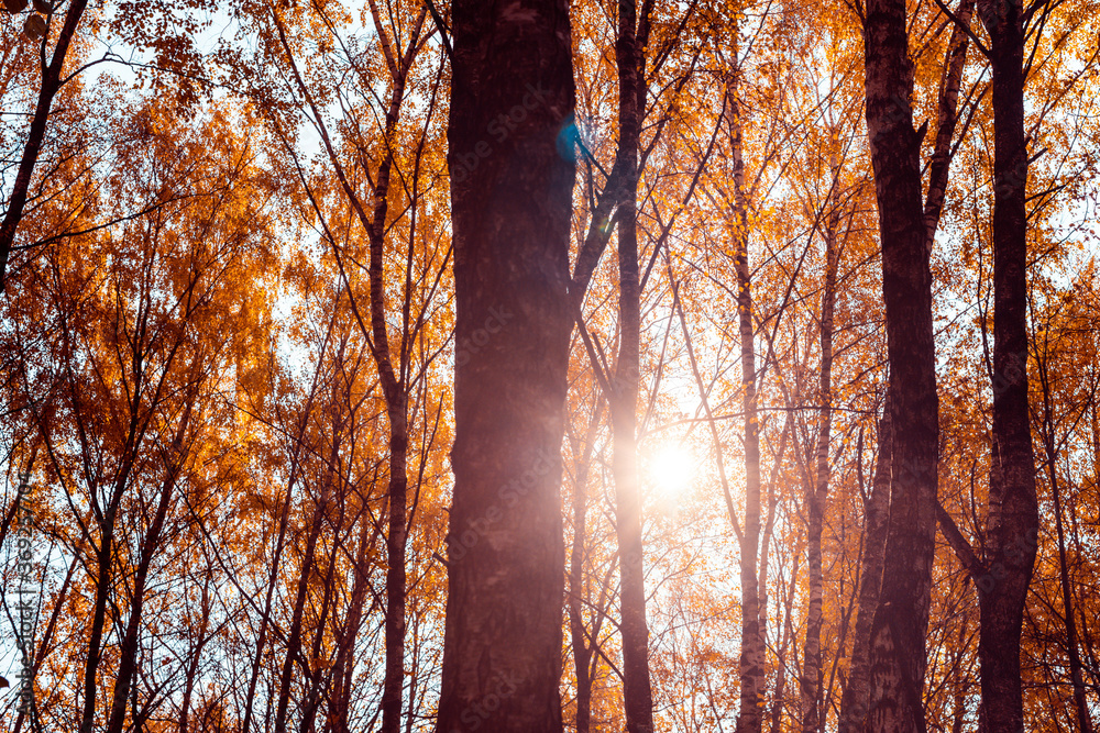 Bottom view on the tall birch trees in the golgen autumn forest under blue sky. Indian summer. Bottom view on the tall birch trees in the golgen autumn forest under blue sky. Indian summer.