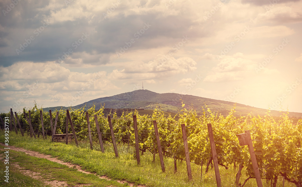 Vineyard field at sunset