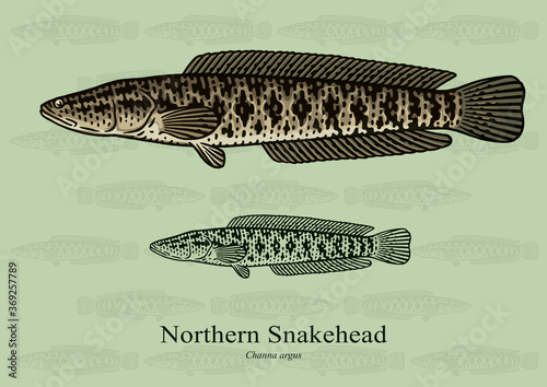 Northern Snakehead. Vector illustration with refined details and optimized stroke that allows the image to be used in small sizes (in packaging design, decoration, educational graphics, etc.)
